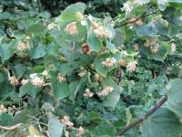 Albums/20090700-Windsor Great Park/15